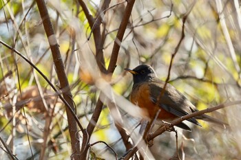 アカハラ 舎人公園 2022年2月1日(火)