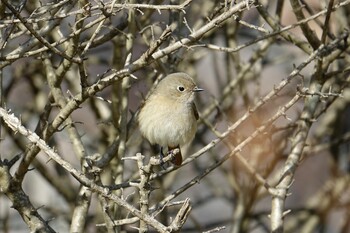 ジョウビタキ 駕与丁公園 2022年2月6日(日)