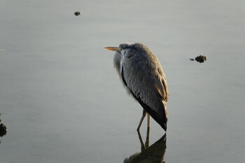 2022年2月9日(水) 香椎海岸の野鳥観察記録