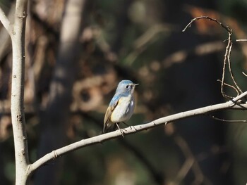 2022年1月16日(日) 秋ヶ瀬公園の野鳥観察記録
