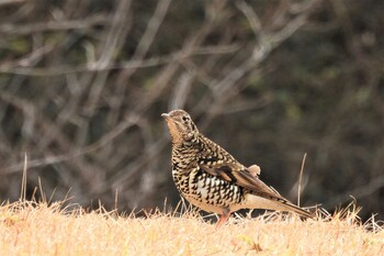 トラツグミ 姫路市自然観察の森 2022年2月10日(木)