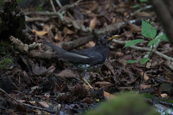 クロツグミ 場所が不明 2017年8月28日(月)