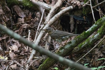 クロツグミ 場所が不明 2017年8月28日(月)