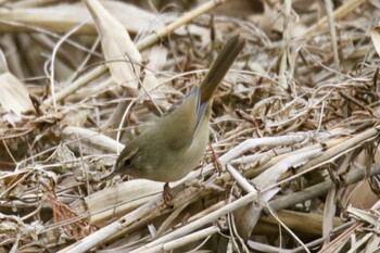 2022年2月5日(土) 大町自然観察園の野鳥観察記録