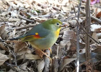 ソウシチョウ 筑波山 2022年2月6日(日)