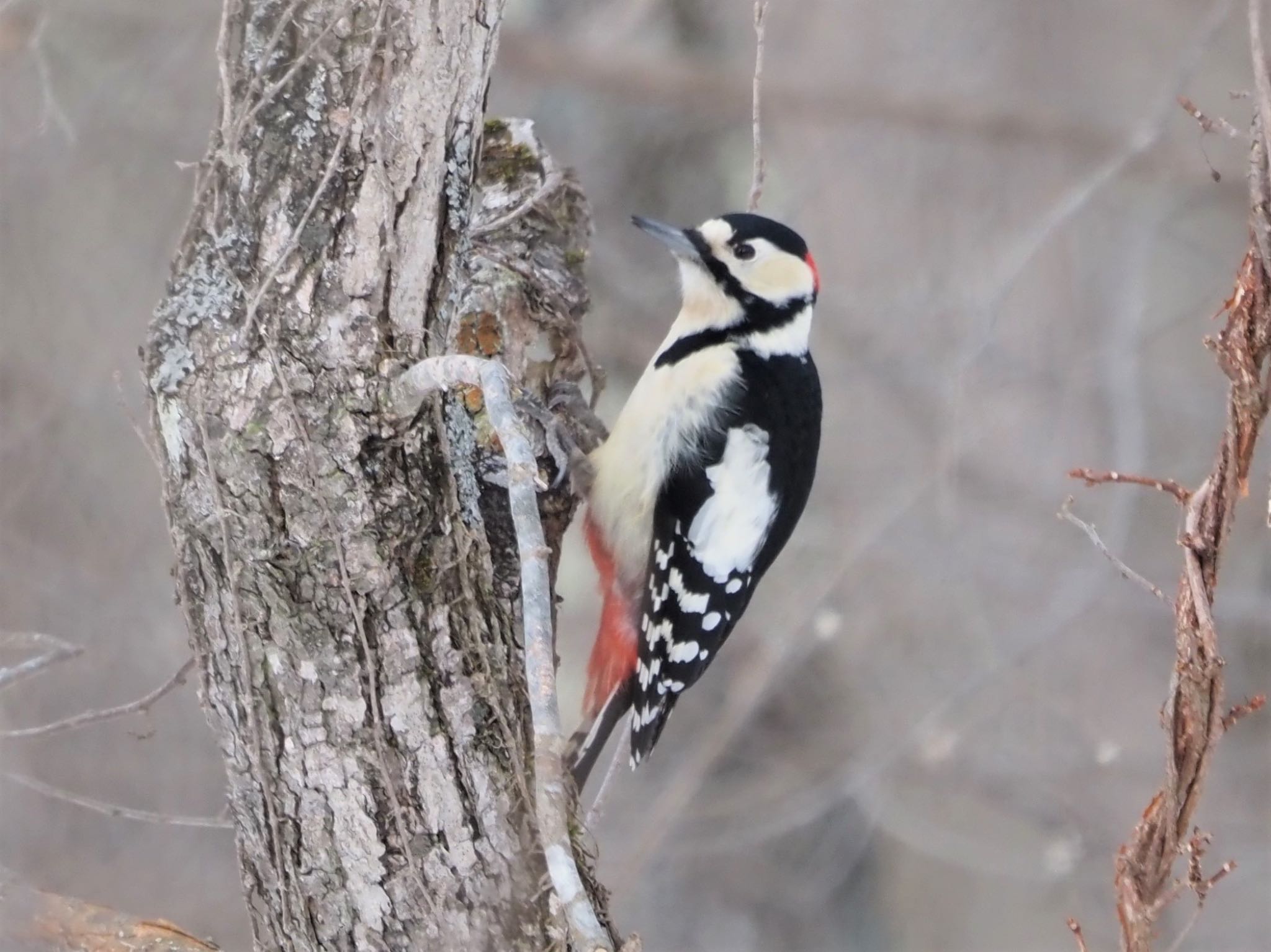 Great Spotted Woodpecker(japonicus)