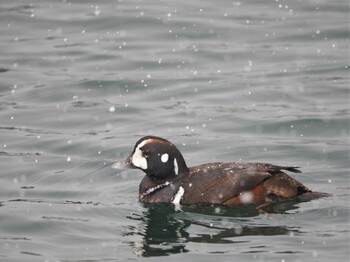 2022年2月4日(金) 苫小牧漁港の野鳥観察記録