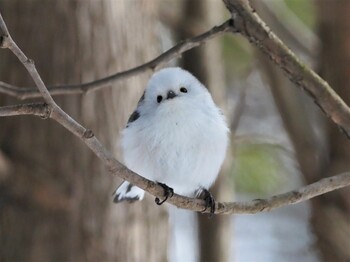 2022年2月4日(金) 北大研究林(北海道大学苫小牧研究林)の野鳥観察記録