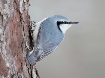 2022年2月5日(土) 北大研究林(北海道大学苫小牧研究林)の野鳥観察記録