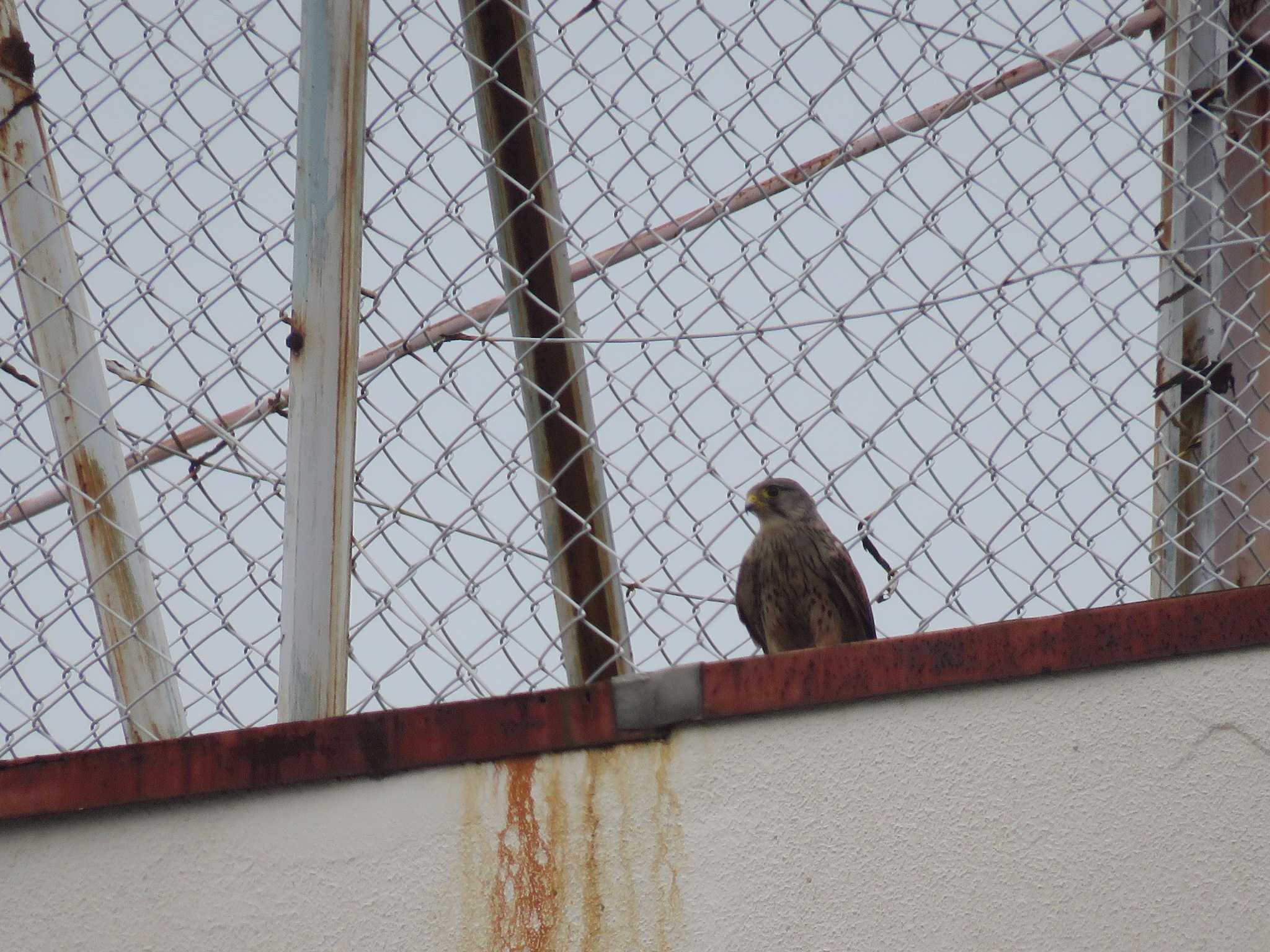 Photo of Common Kestrel at 浦賀港 by Bo-zai