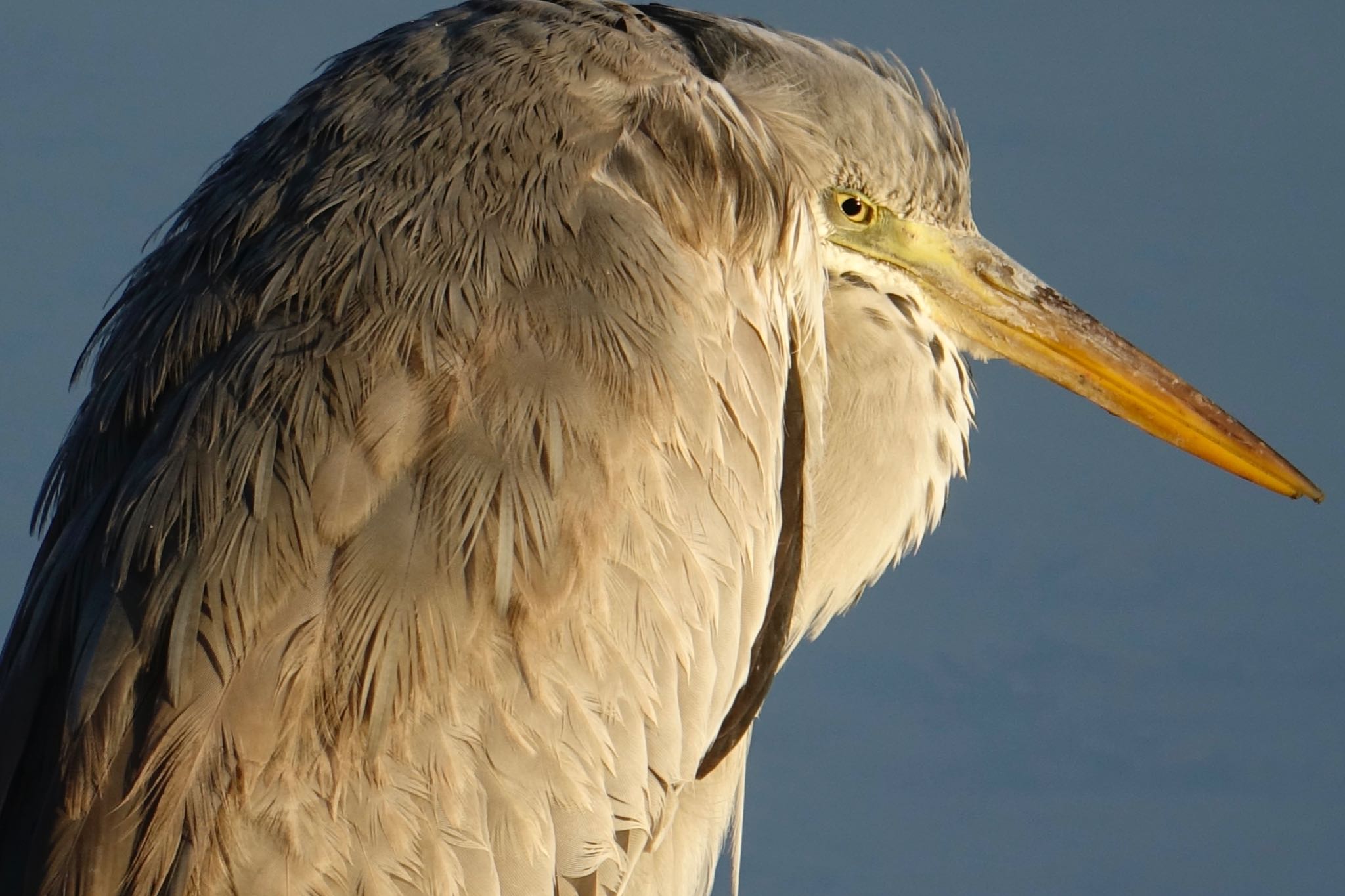 Grey Heron