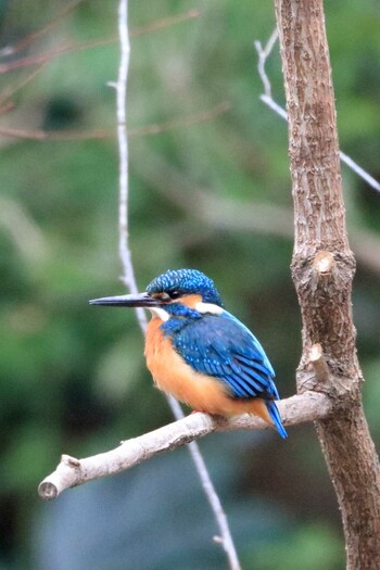 カワセミ 金沢自然公園 2022年1月19日(水)