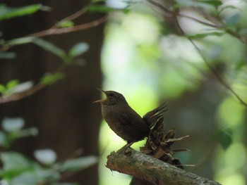 Eurasian Wren 西丹沢 Fri, 5/19/2017