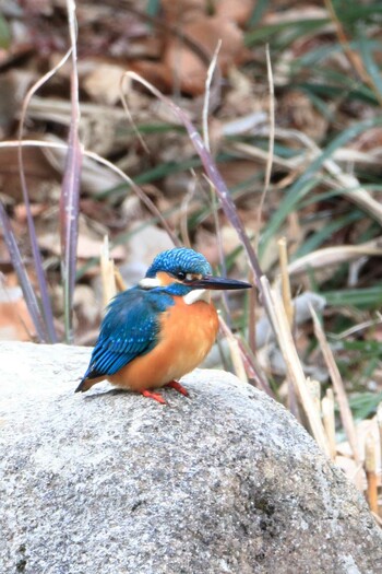 カワセミ 金沢自然公園 2022年1月19日(水)