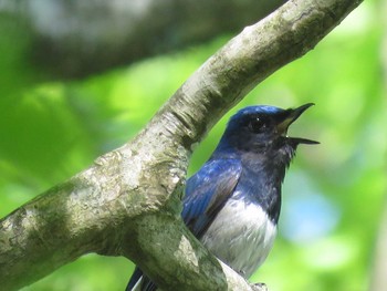 Blue-and-white Flycatcher 畦ヶ丸 Fri, 5/19/2017