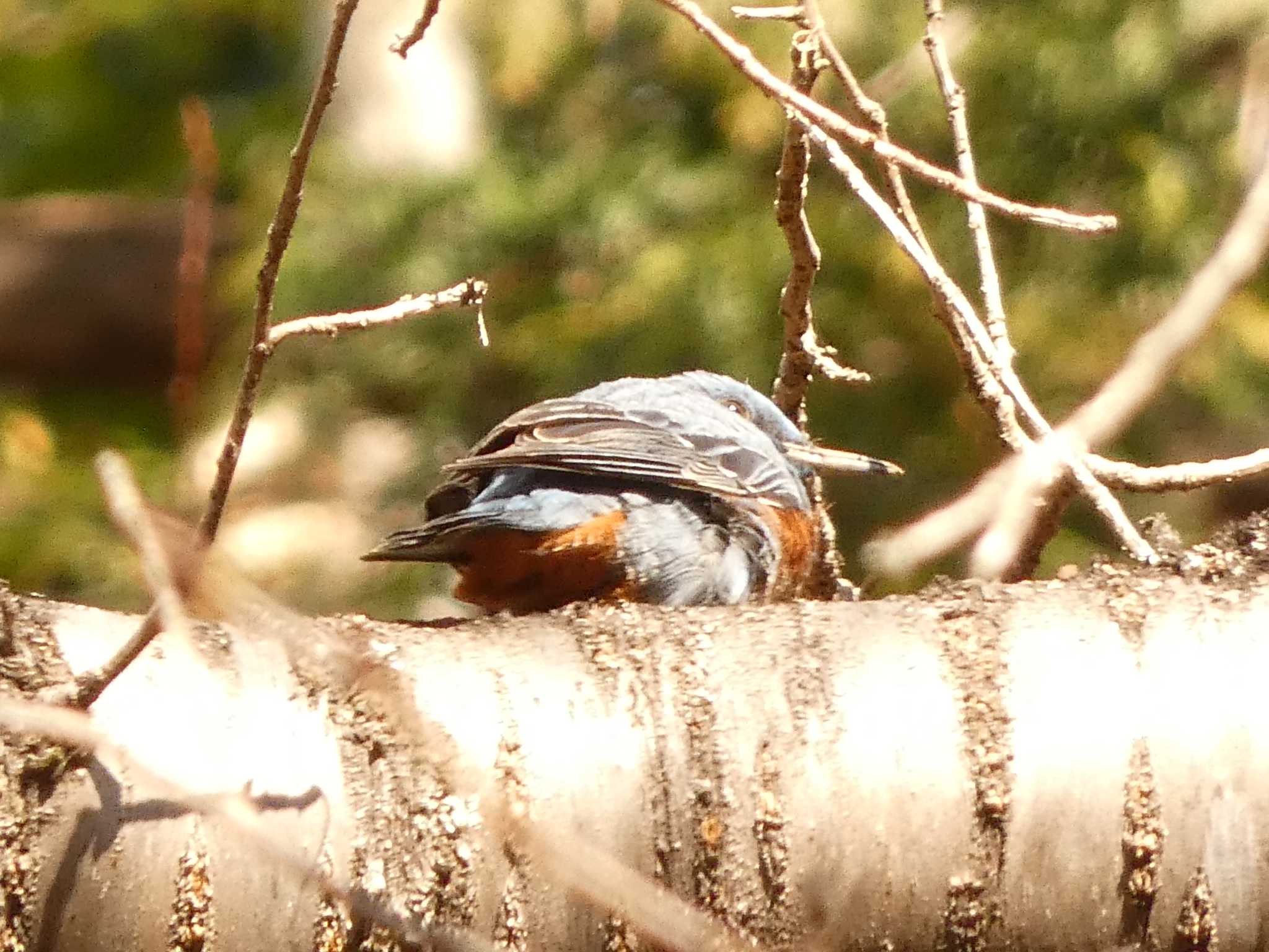 Blue Rock Thrush