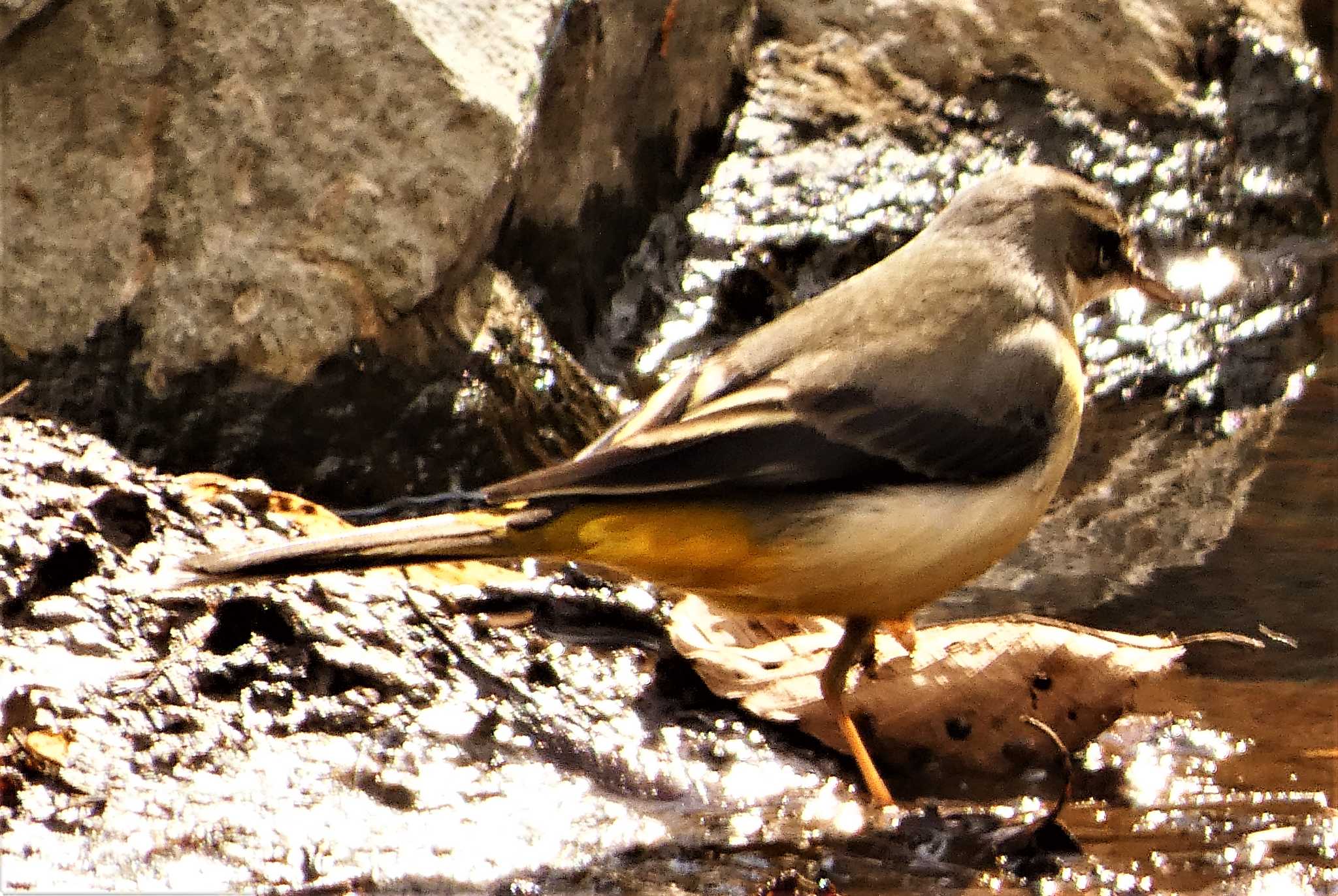 Grey Wagtail