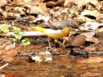 Grey Wagtail 駿河平自然公園 Sat, 2/5/2022