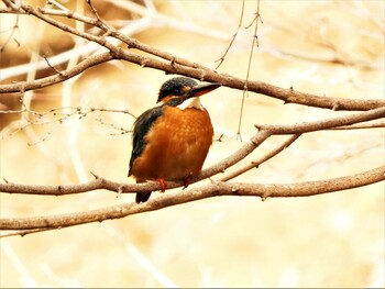 Common Kingfisher 駿河平自然公園 Sat, 2/5/2022