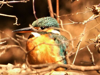 Common Kingfisher 駿河平自然公園 Sat, 2/5/2022