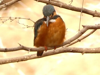 Common Kingfisher 駿河平自然公園 Sat, 2/5/2022