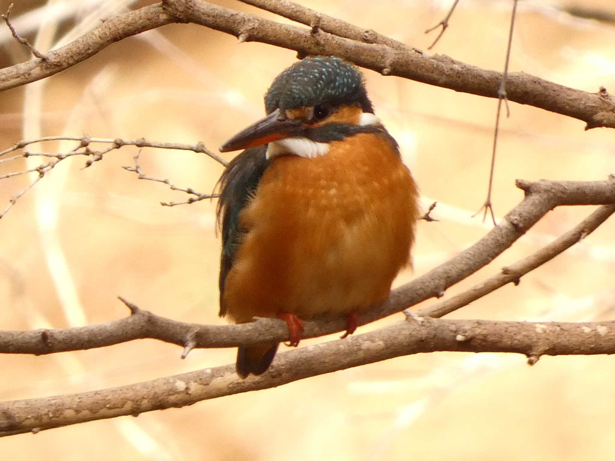 Common Kingfisher