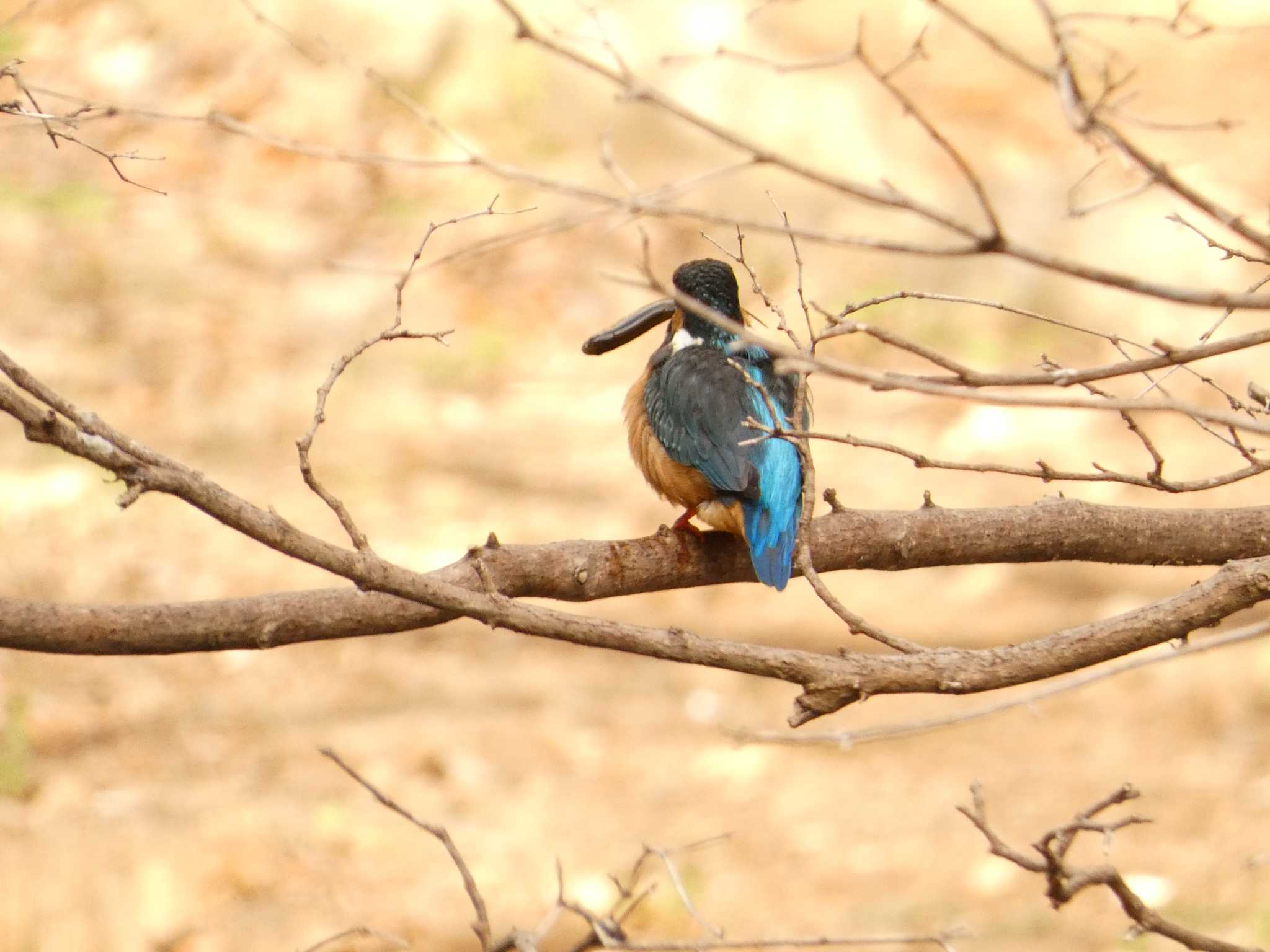 Common Kingfisher