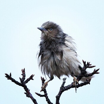 White-shouldered Starling Unknown Spots Tue, 1/25/2022