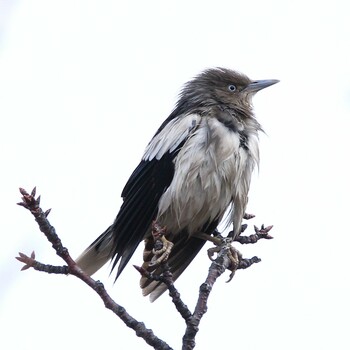 White-shouldered Starling Unknown Spots Tue, 1/25/2022