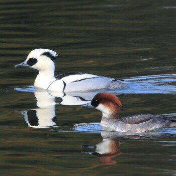 Smew Unknown Spots Thu, 2/3/2022