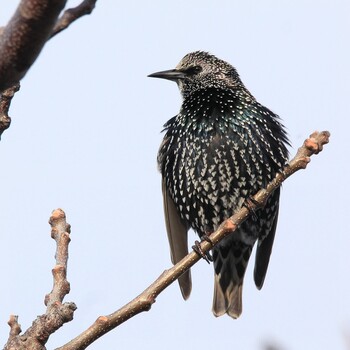 Common Starling Unknown Spots Sat, 1/29/2022