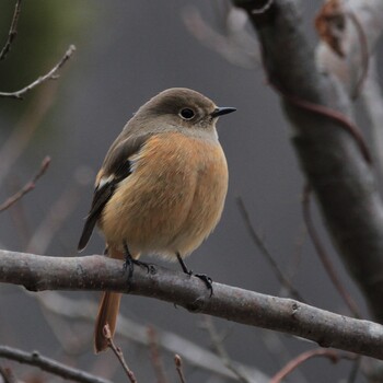 Daurian Redstart Unknown Spots Tue, 1/25/2022