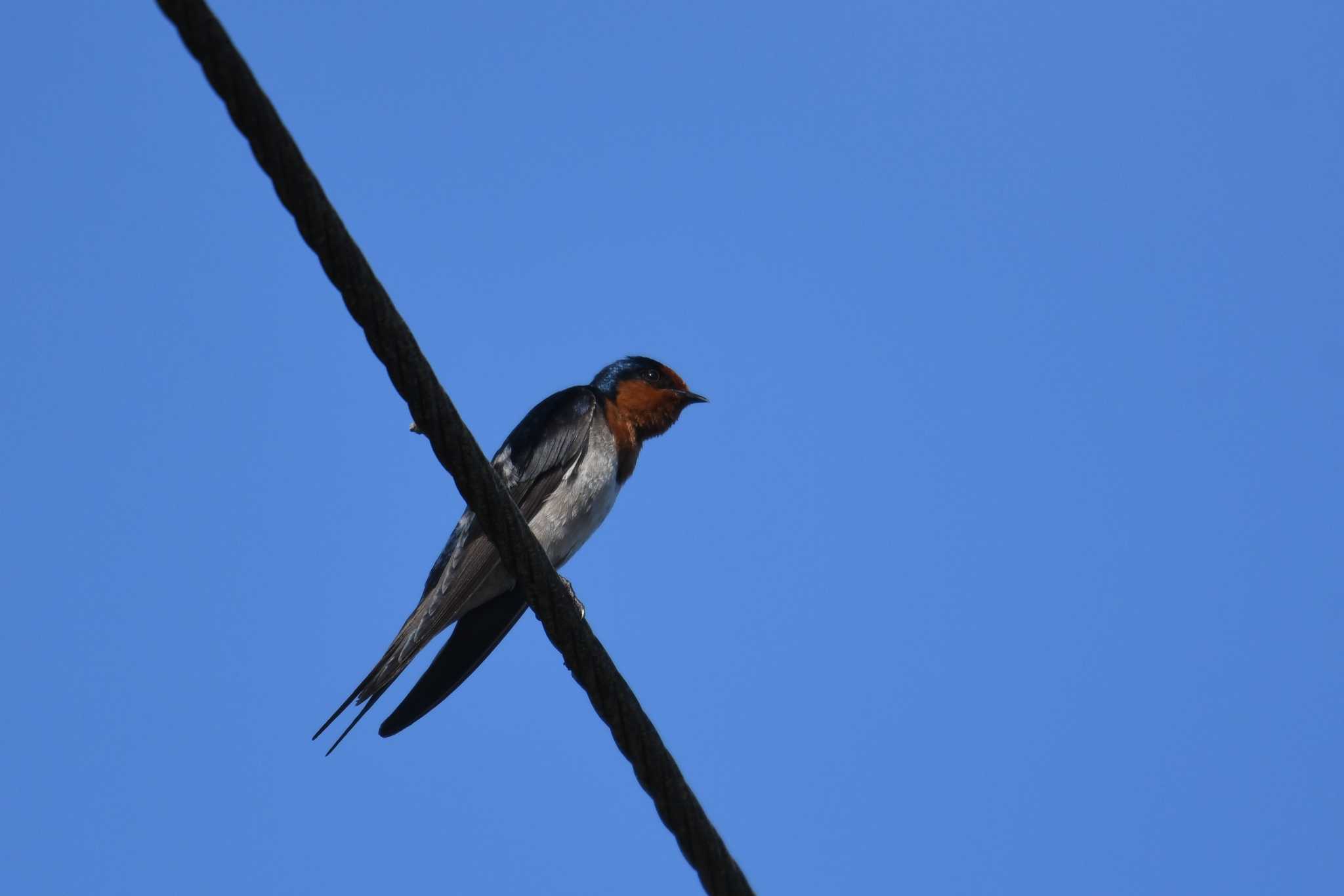 Photo of Welcome Swallow at ケアンズ by あひる