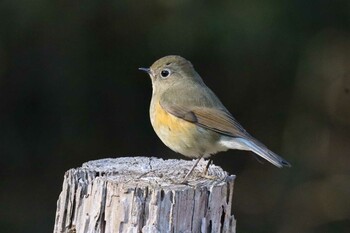 ルリビタキ こども自然公園 (大池公園/横浜市) 2022年1月16日(日)