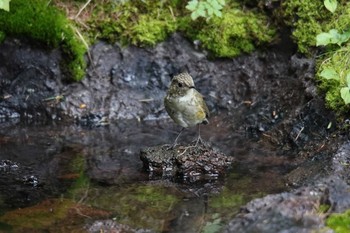 Red-flanked Bluetail Unknown Spots Unknown Date