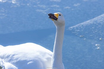 オオハクチョウ 大沼公園(北海道七飯町) 2022年1月31日(月)