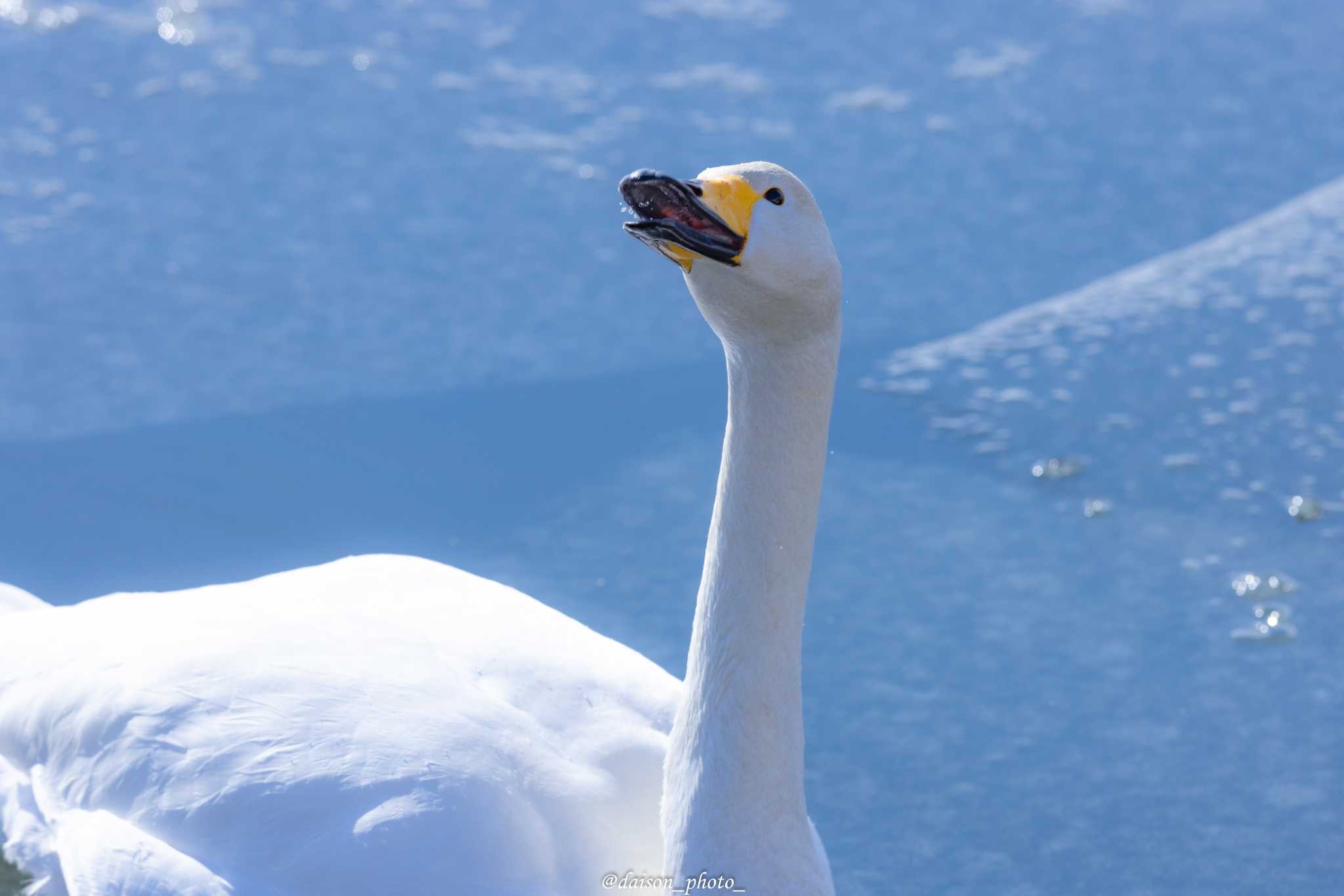 大沼公園(北海道七飯町) オオハクチョウの写真 by Daison