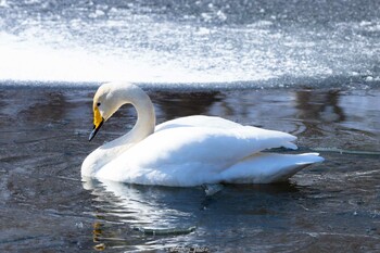 オオハクチョウ 大沼公園(北海道七飯町) 2022年1月31日(月)