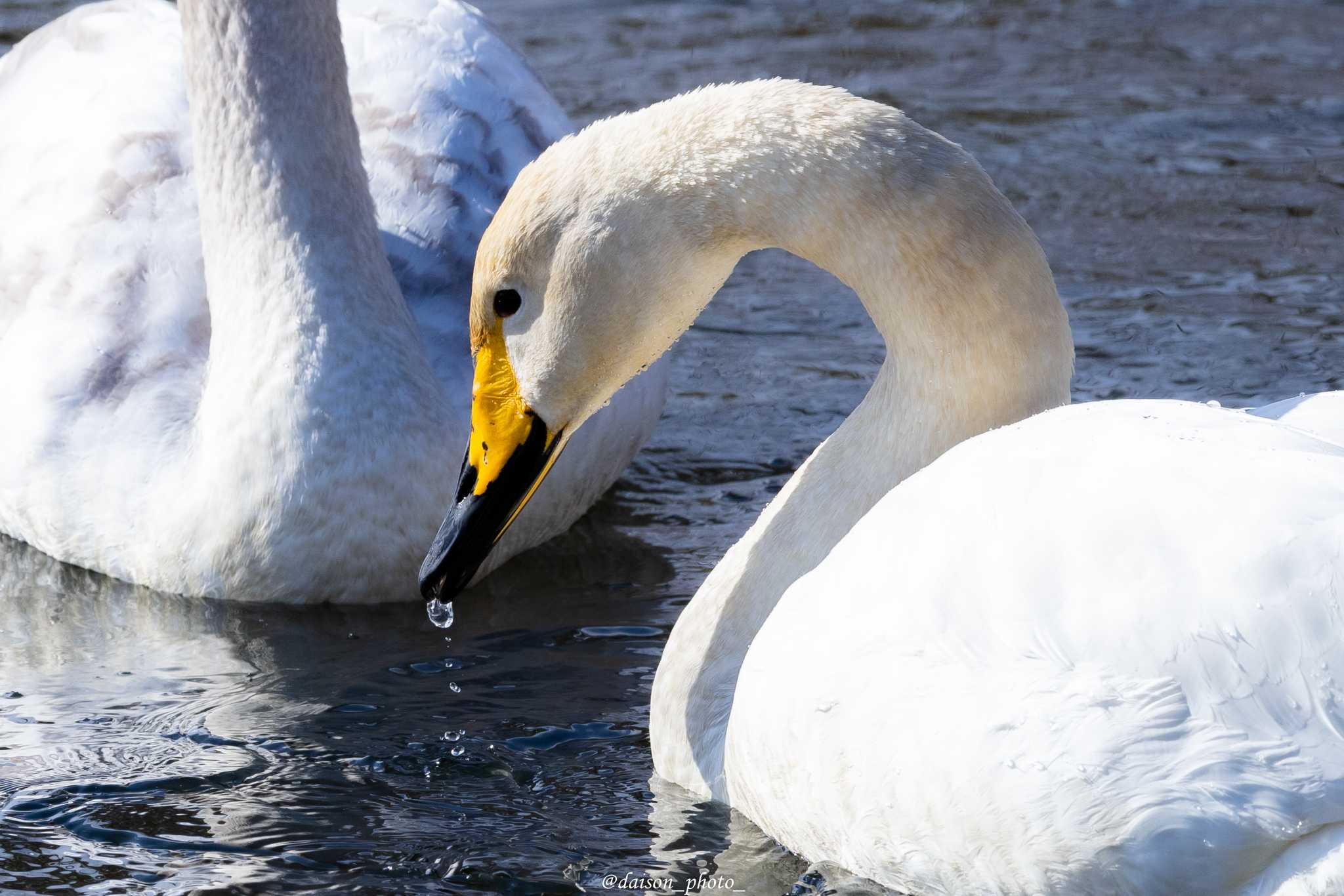 大沼公園(北海道七飯町) オオハクチョウの写真 by Daison