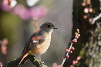 ジョウビタキ 栗林公園 2022年2月10日(木)