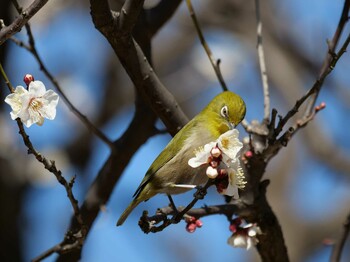 メジロ 亀の子山 2022年2月9日(水)