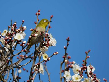 メジロ 亀の子山 2022年2月9日(水)