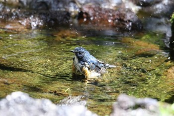 Red-flanked Bluetail Unknown Spots Unknown Date