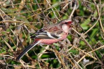 Siberian Long-tailed Rosefinch 杭瀬川スポーツ公園 Mon, 1/24/2022