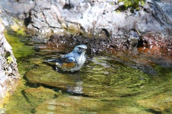 Red-flanked Bluetail Unknown Spots Unknown Date