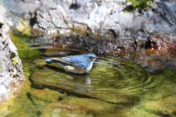 Red-flanked Bluetail Unknown Spots Unknown Date