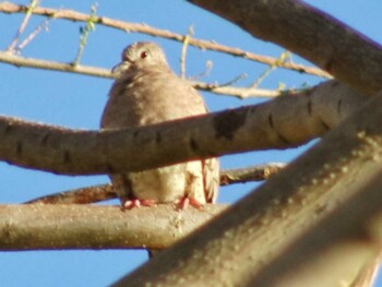 Mourning Dove San Gerardo De Dota (Costa Rica) Unknown Date