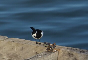 2021年12月12日(日) 伊佐沼の野鳥観察記録