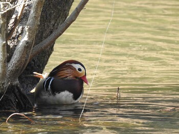 Mandarin Duck 京都市宝ヶ池公園 Fri, 2/11/2022