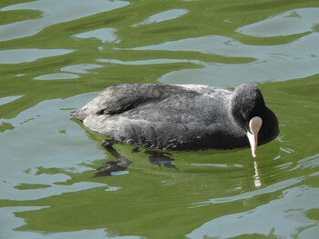 Eurasian Coot 京都市宝ヶ池公園 Fri, 2/11/2022